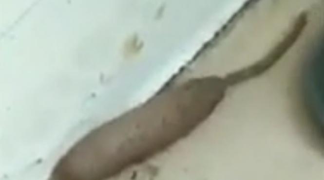 oribil creatura filmata de o britanica