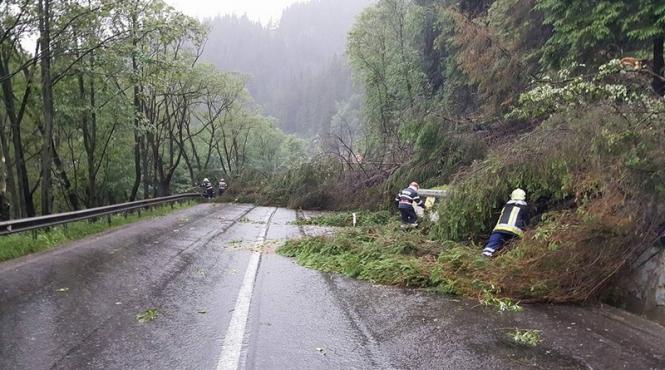 circulatie rutiera blocata la buhalnita pe dn 15 din cauza unor arbori cazuti pe carosabil