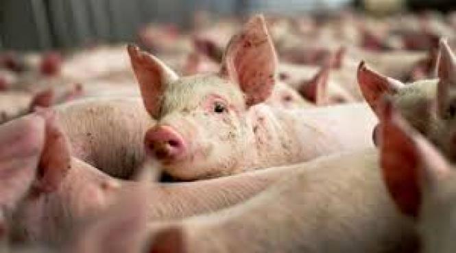anunt soc peste 1 milion de porci ar putea fi eutanasiati din cauza pestei porcine