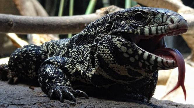 soparle sud americane ameninta sudul statelor unite