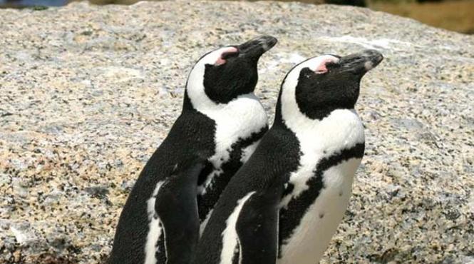 rinocerul negru pinguinul african si hiena maronie au disparut din fauna angolei