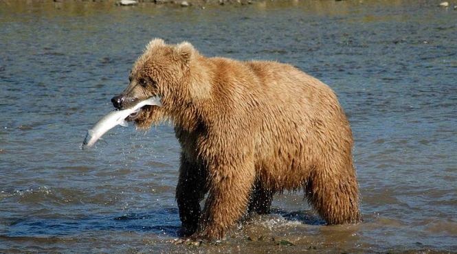 viata alaturi de ursi pariul sloveniei proiectul ar putea fi o sursa de inspiratie pentru romania analiza afp