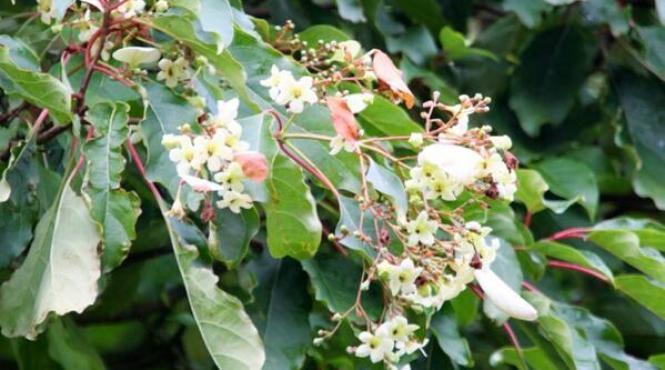 un copac dintr o specie rara din china a inflorit fenomen pus pe seama valului de caldura