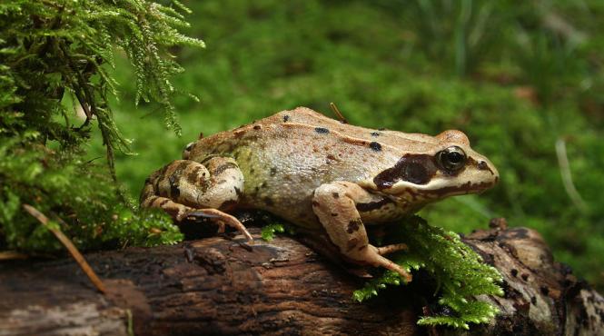 metode babesti demonstrate stiintific