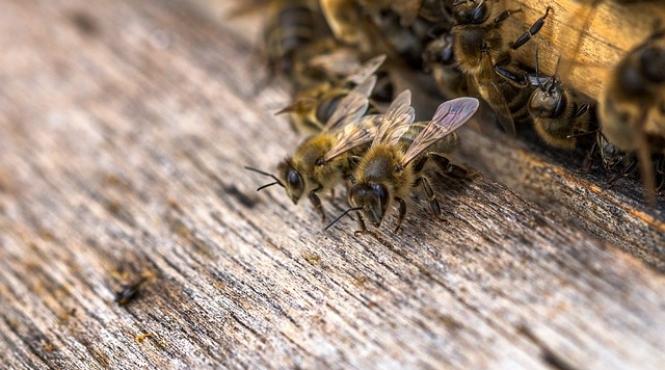 productia de miere grav afectata de vremea capricioasa