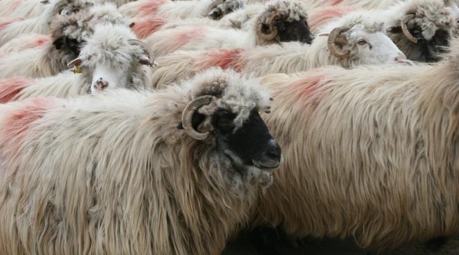 vine peste noi si pesta ovinelor