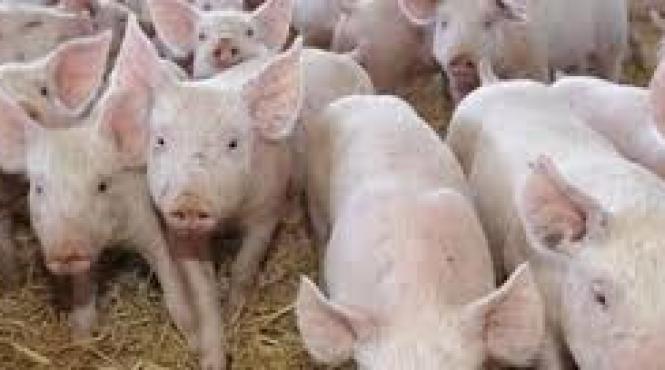 alerta la constanta se extinde virusul pestei porcine africane in localitatile de la malul dunarii