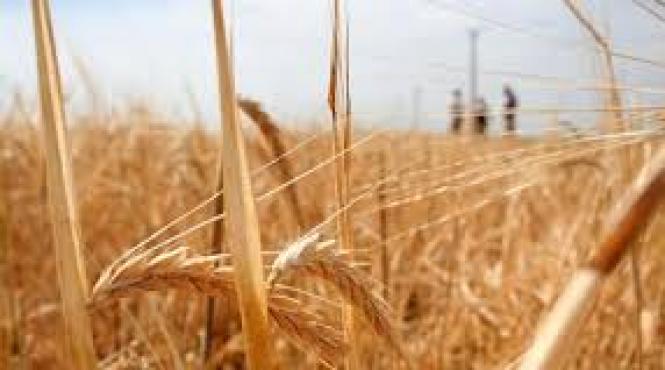 genomul complet al graului decriptat pentru prima data de cercetatori