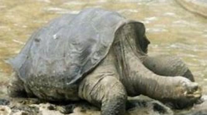 peste 100 de testoase marine decedate gasite pe plajele din sudul mexicului