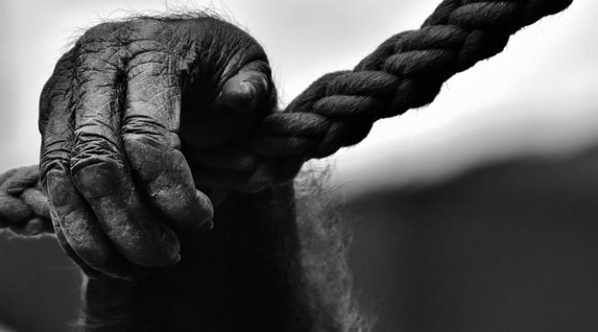 cea mai batrana gorila din europa a fost eutanasiata