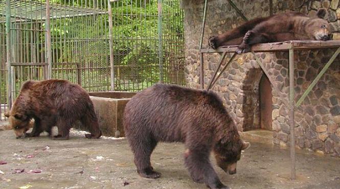 doi ingrijitori au fost atacati de usi la gradina zoologica din brasov