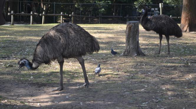 foto video oras din australia invadat de emu