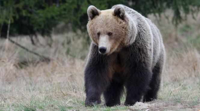 harghita un urs in curtea unui liceu si a unei case din miercurea ciuc