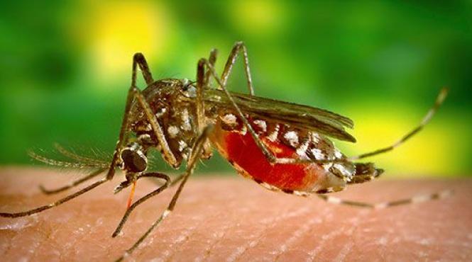 medicii avertizeaza care sunt semnele infectiei cu virus west nile
