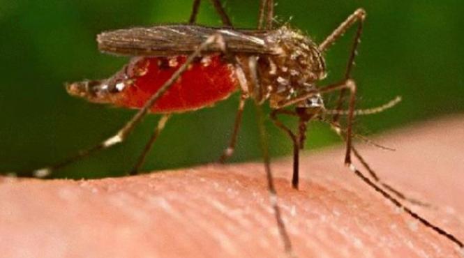 ministerul sanatatii sase persoane au murit in urma infectiei cu virusul west nile