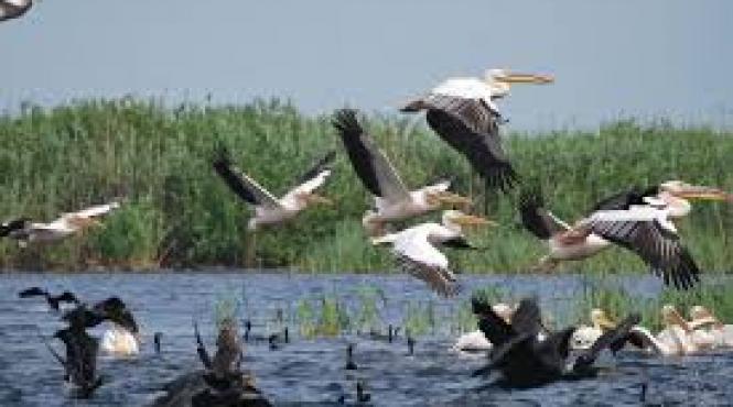 numarul de turisti in delta dunarii s ar putea dubla in acest an