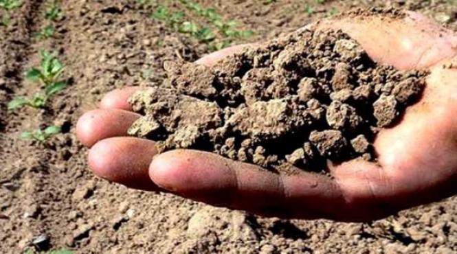 galati aproape jumatate din suprafata agricola a judetului a fost declarata calamitata de catre fermieri