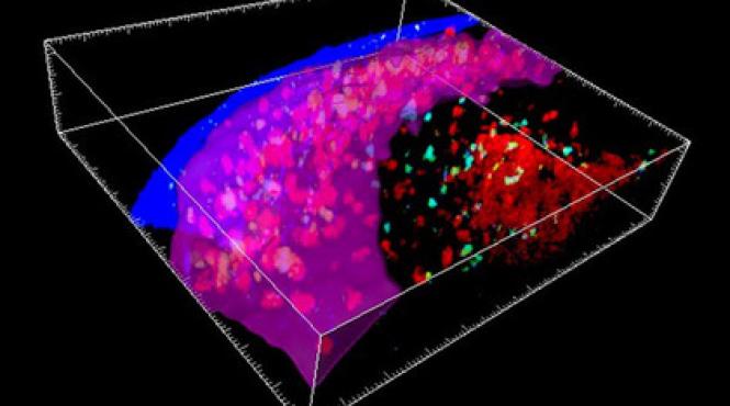 s a descoperit un organ necunoscut la oameni