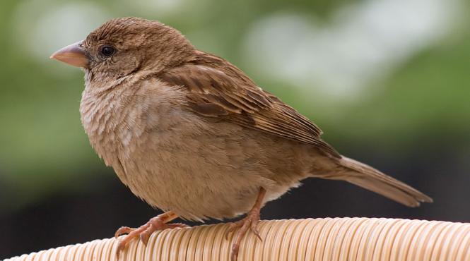 ce inseamna cand intra o randunica in casa