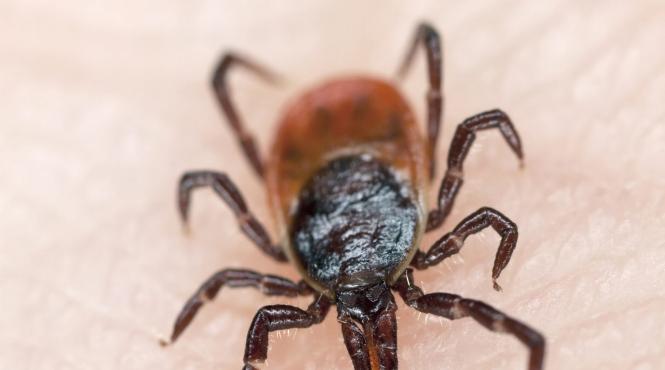 un gen de capusa gigantica descoperit in premiera in suedia