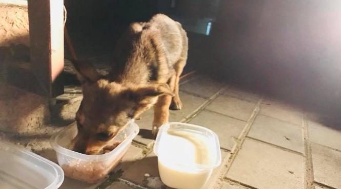 ics catelul salvat de mihai bendeac in caravana x factor isi cauta stapan