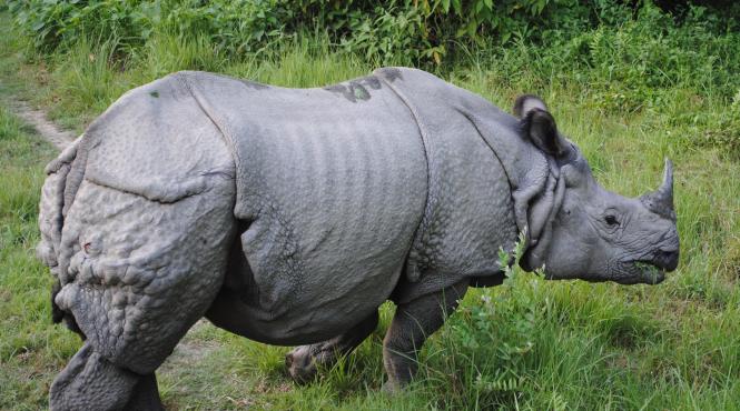 patru rinoceri dintr o specie rara au murit in nepal