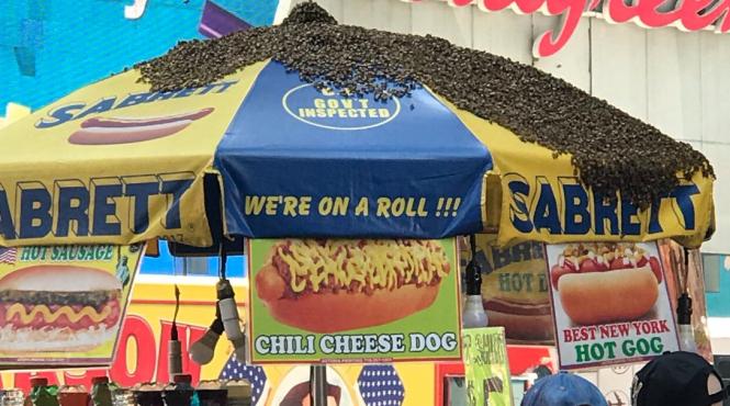 video 20 000 de albine au atacat o taraba cu hotdogi