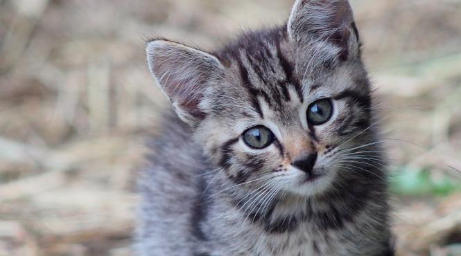 noua zeelanda nu mai vrea pisici lege care interzice oamnilor sa detina pisici