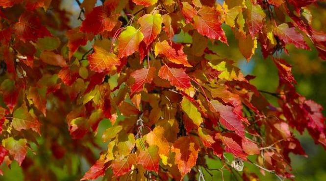 anm a emis prognoza pe luna septembrie