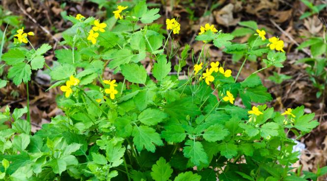 rostopasca planta miraculoasa care trateaza 150 de afectiuni