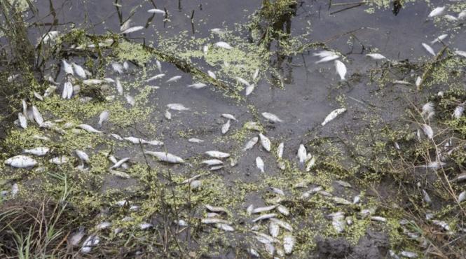 pestii mor preturile terenurilor scad