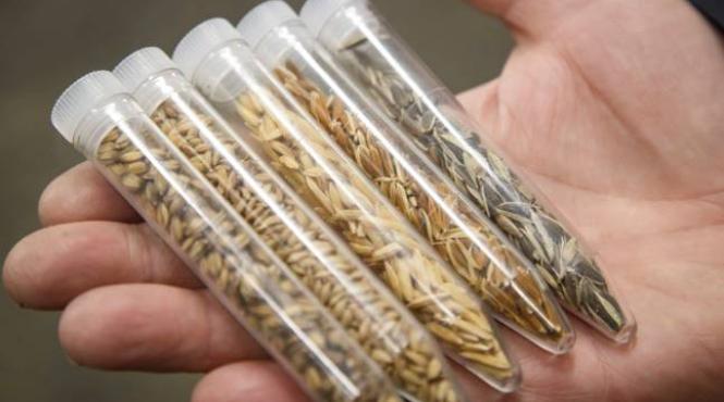 banca nationala de gene agricole la buzau