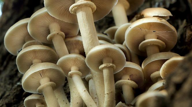 ciupercile aliat important impotriva poluarii