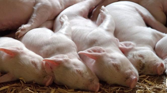 a inceput eutanasierea porcilor in focarul de pesta africana de la rogojeni