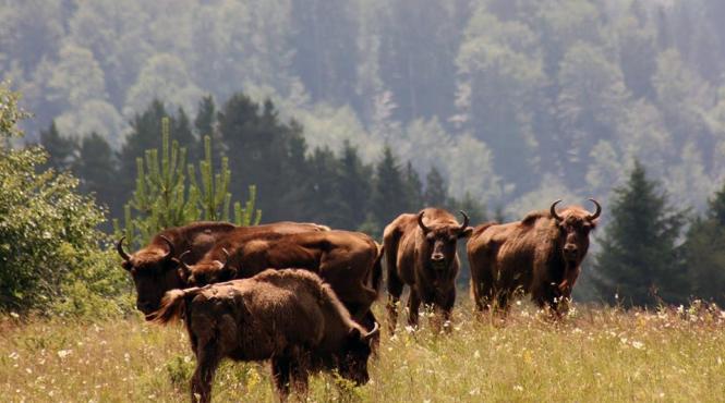 campanie ana are mere pentru zimbri