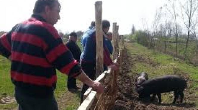 fermierii din europa occidentala ingrijorati de aparitia cazurilor de pesta porcina africana