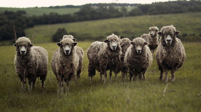 dsv constanta face eforturi pentru prevenirea pestei micilor rumegatoare