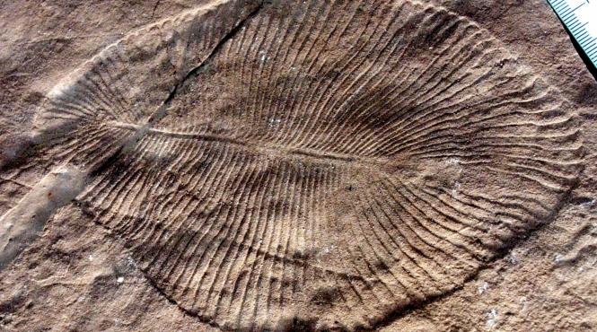 cel mai vechi animal de pe terra aparut in urma cu 558 de milioane de ani era oval si plat
