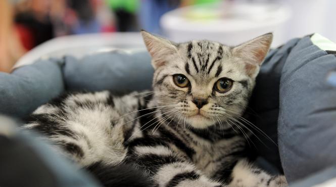 sofisticat toamna 2018 concursul celor mai frumoase pisici galerie foto