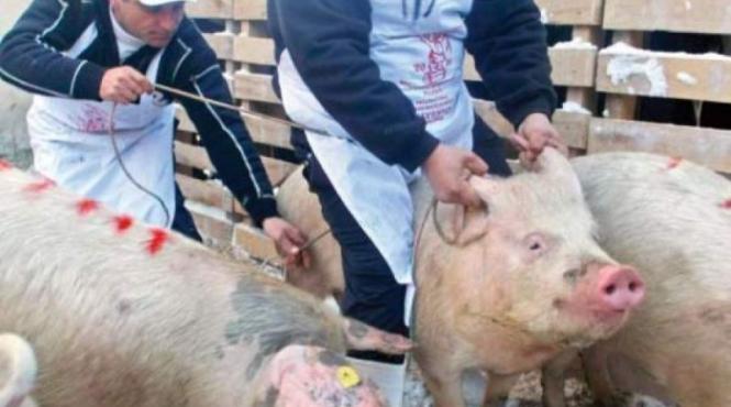 liberalii demareaza o campanie de informare privind pesta porcina africane