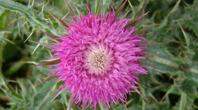 o buruiana te ajuta sa faci fata problemelor de sanatate retete pe baza de ciulini si bolile pe care le trateaza