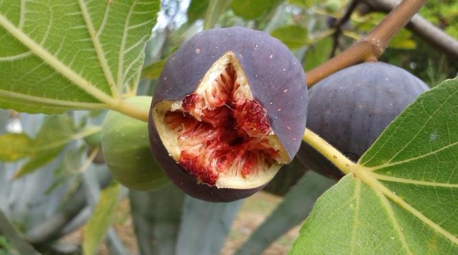 trupul unui barbat a fost descoperit dupa ce a crescut un smochin din stomacul sau