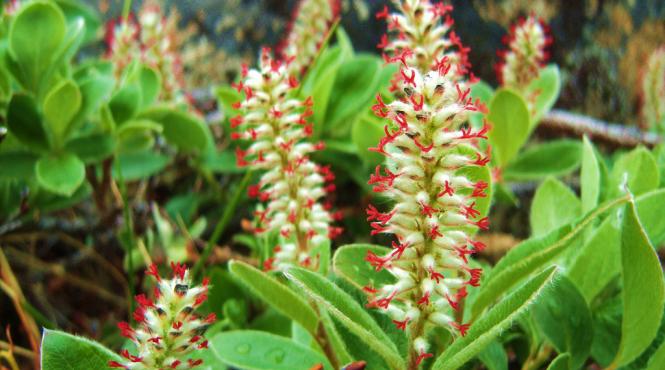 plante tot mai inalte in zon arctica