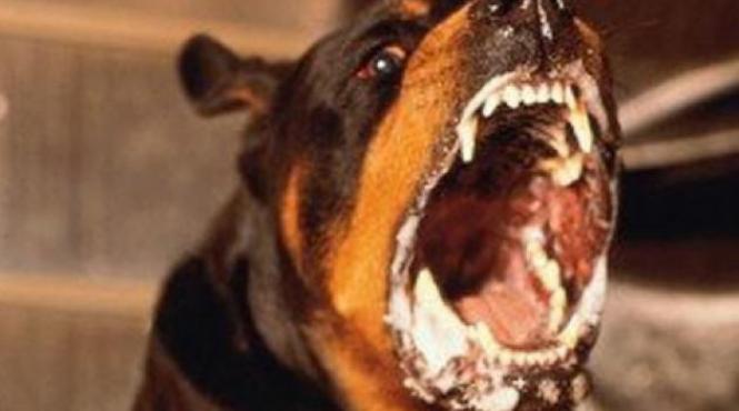 rabia poate fi fatala afla tot ce trebuie sa stii despre simptome si tratament