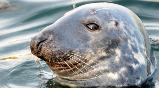 video plesnit peste fata cu o caracatita de o foca