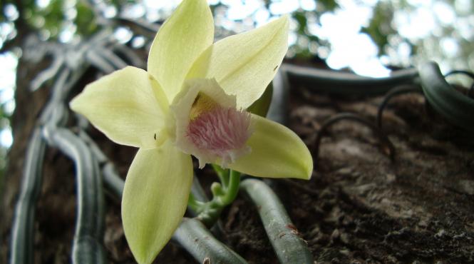 vanilia o sursa de bogatie si infractionalitate in madagascar