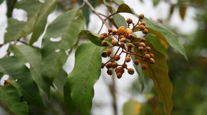 planta amazoniana care ar putea trata cancerul hepatic