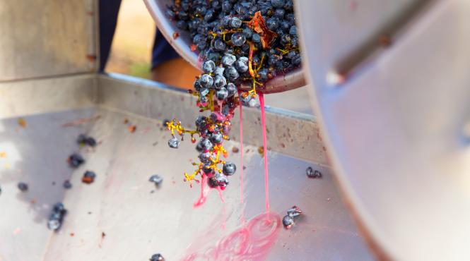 vrancea a produs mai mult must decat poate duce