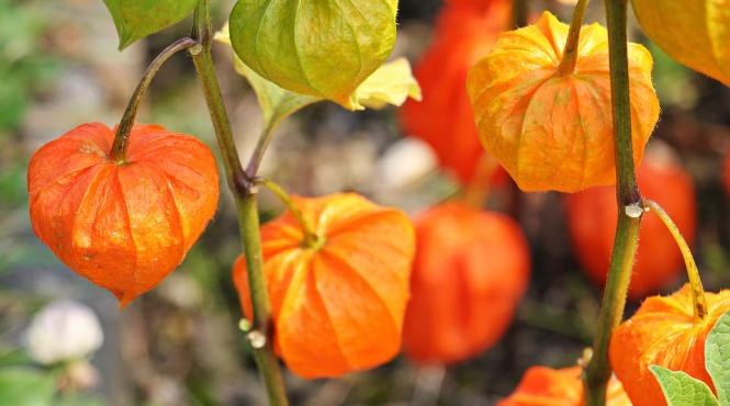 editarea genetica reuseste sa aduca pe piata un fruct salbatic