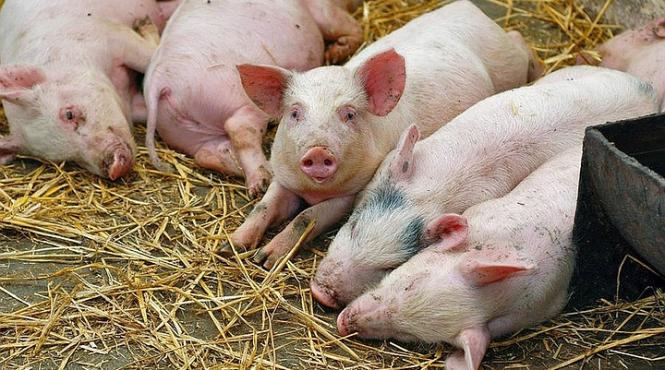 alerta in giurgiu virusul ppa a fost confirmat la calugareni